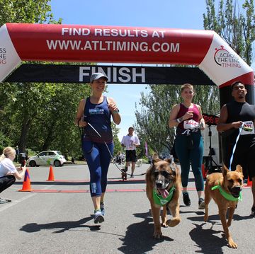 dogs and their owners in the furry 5k