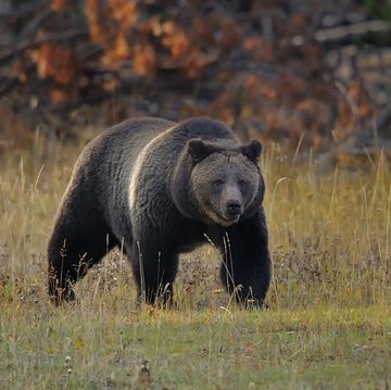 grizzly bear in yellowstone