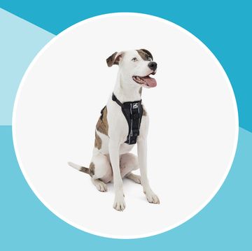 best dog harnesses for running