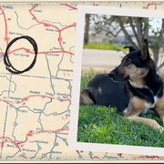 collage with pictures of dogs and a map with a circle