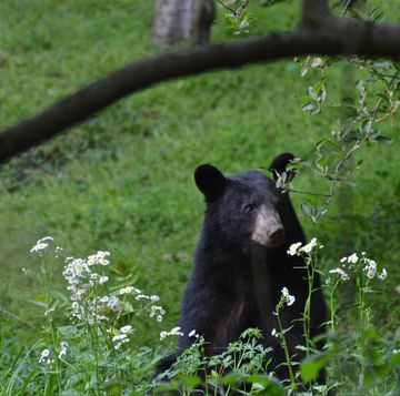 young black bear smelling wildflowers
